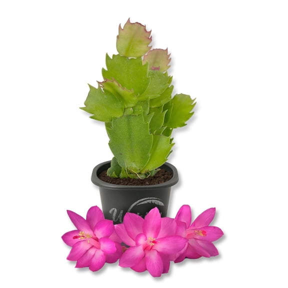 Pink Christmas Cactus - 1 Live Starter Plant - Schlumbergera Bridgesii - Beautiful Colorful Tropical Indoor Succulent