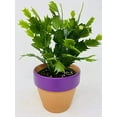 thumbnail image 1 of Pink Christmas Cactus Plant 'Zygocactus' Clay Pot by JMBAMBOO, 1 of 1