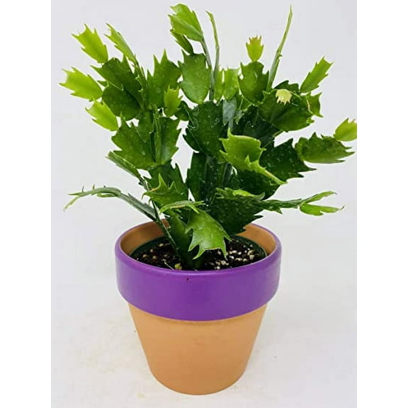 Pink Christmas Cactus Plant 'Zygocactus' Clay Pot by JMBAMBOO