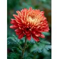 thumbnail image 1 of Pink Chrysanthemum Floral Canvas Print, Wall Decor for Living Room Bedroom Office Dining Room Hallway Decor, 1 of 8