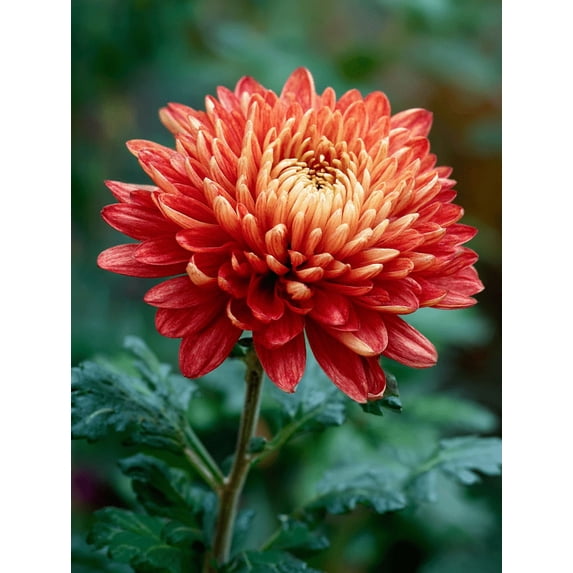 Pink Chrysanthemum Floral Canvas Print, Wall Decor for Living Room Bedroom Office Dining Room Hallway Decor
