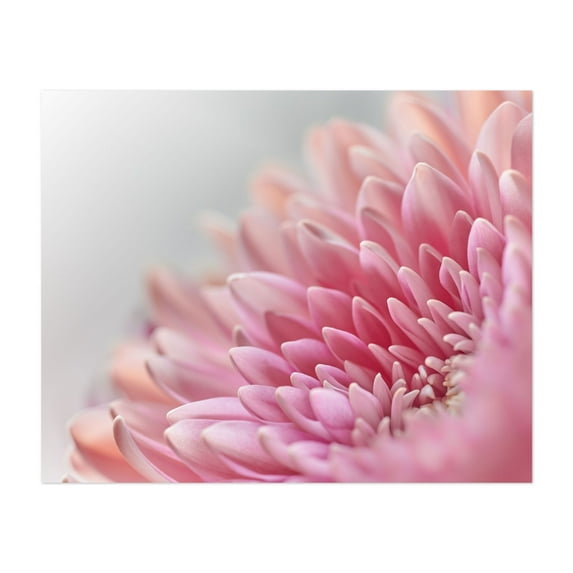 Pink Chrysanthemum - Photography Floral Flowers Nature Botanical Pastel Minimalist Calm Unframed Wall Art Print 36 x 48 inches