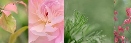 Pink Collage Canvas Art - Cora Niele (8 x 24)