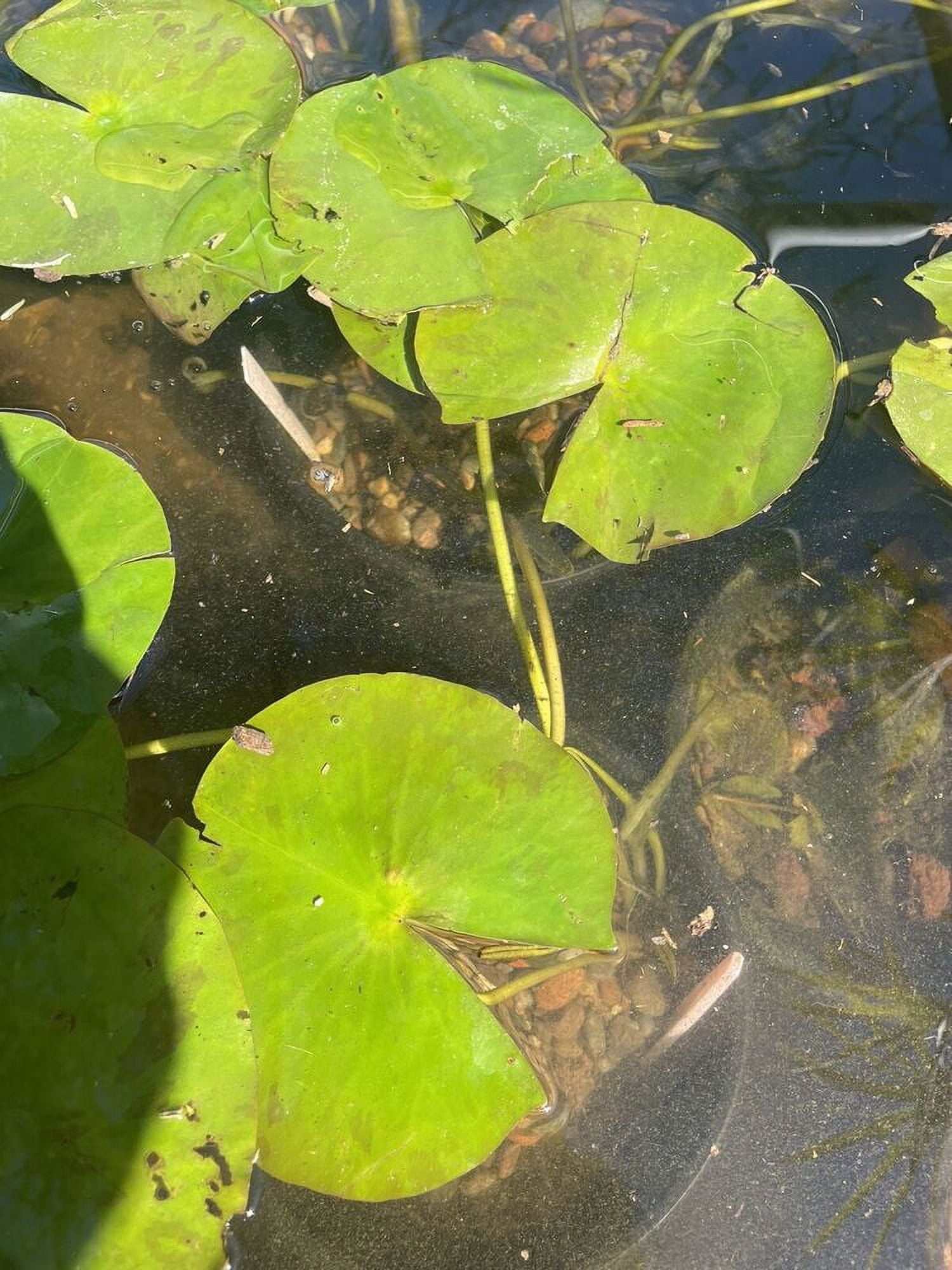 Pink Colorado Water Lily pond Plant) With Several Pads