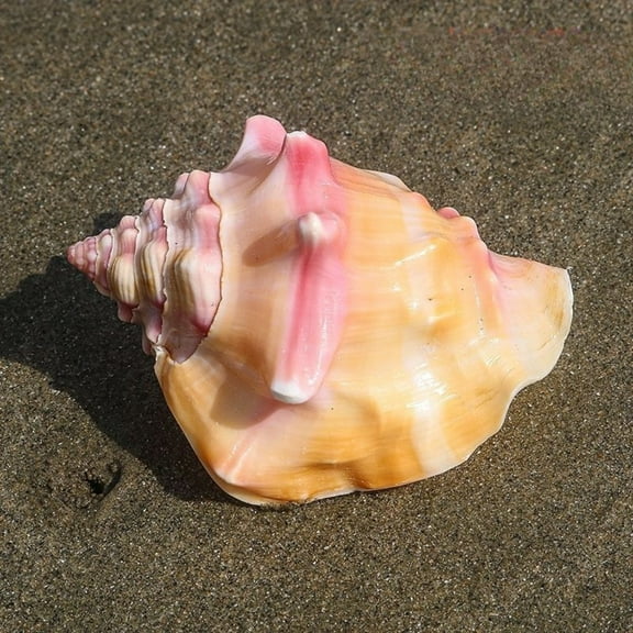 Pink Conch Shell Large 9 to 10cm Natural Sea Shell Aquarium Decor Coastal Ornament Handmade Gift Display