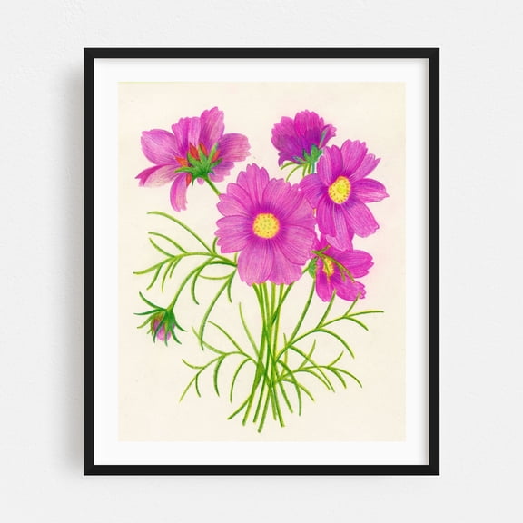 Pink Cosmos Floral - Glen Rock Pennsylvania Drawing Floral Flowers Botanical Nature Art Deco Pastel Vintage Black Framed Wall Art Print 8 x 10 inches