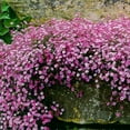 Pink Creeping Baby'sBreath 1000+ OIF8 Seeds for Planting Gypsophila
