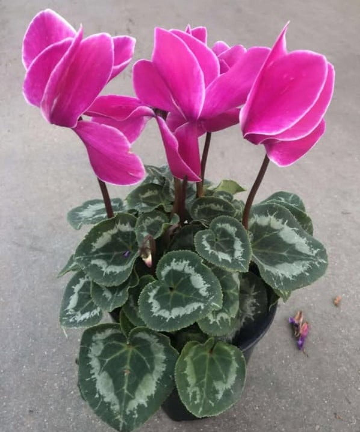 Pink Cyclamen Plant Live in 4 Inch Pot Cyclamen Flowers Plant Hardy Cyclamen Plant Ornamental Plant Houseplant