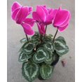 thumbnail image 1 of Pink Cyclamen Plant Live in 4 Inch Pot Cyclamen Flowers Plant Hardy Cyclamen Plant Ornamental Plant Houseplant, 1 of 4