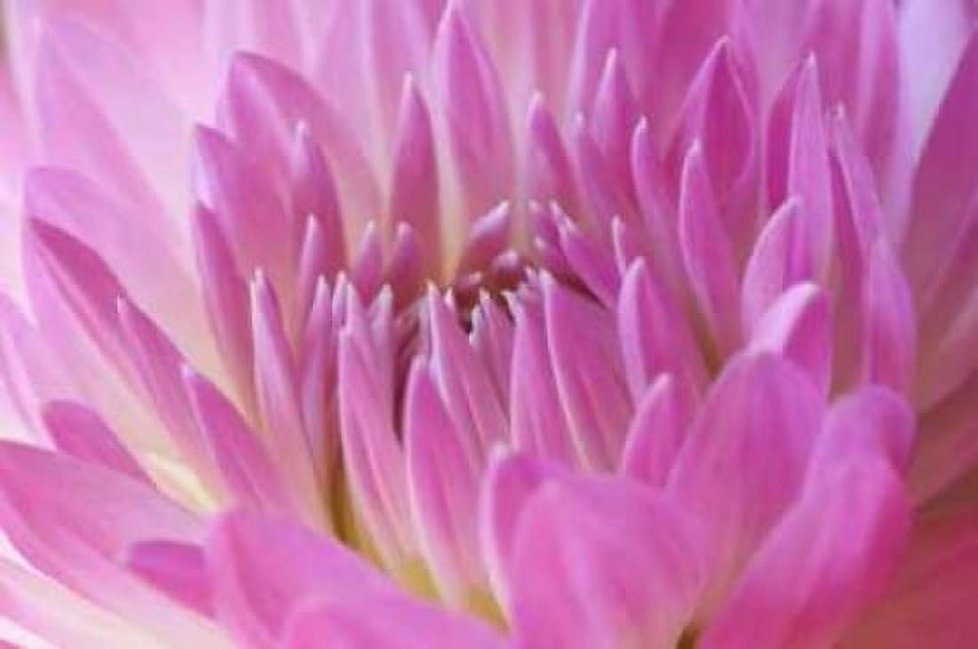 Pink Dahlia Canvas Art - Karyn Millet (24 x 36)