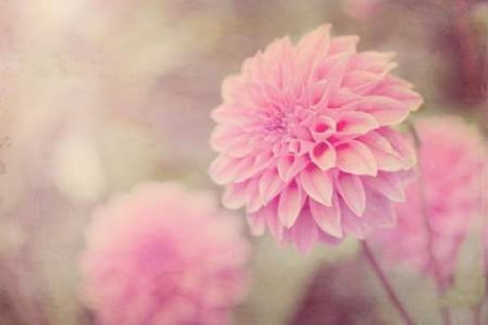 Pink Dahlias Canvas Art - Roberta Murray (24 x 36)
