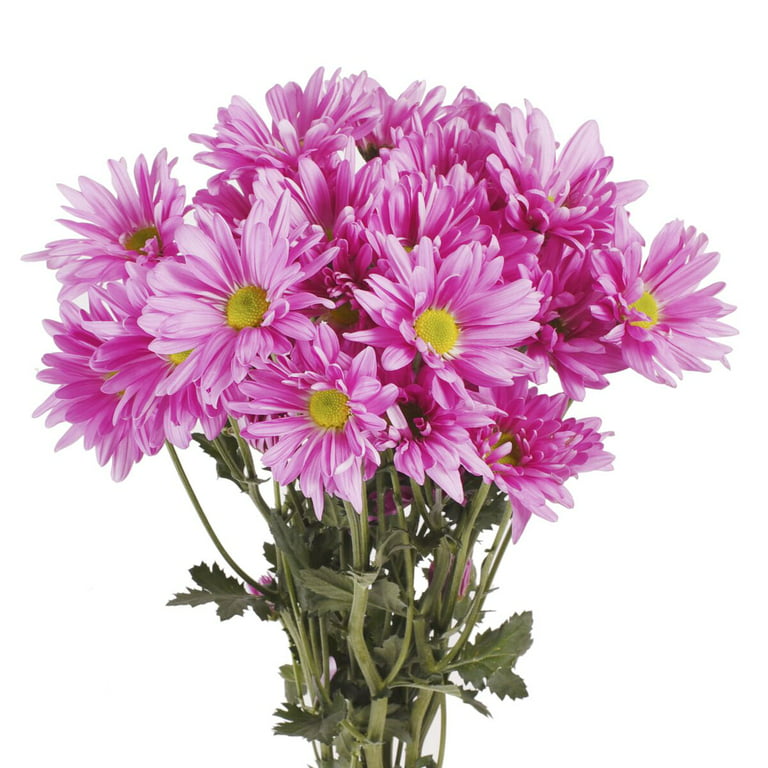 Pink Daisies - Farm Direct Fresh Cut Flowers - 60 Stems 