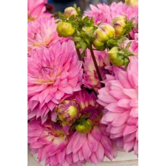 Pink Dalhia I Poster Print by Maureen Love