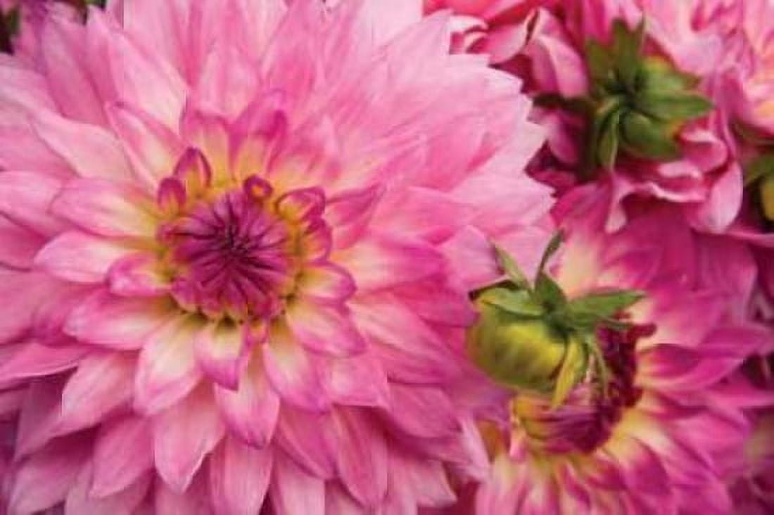 Pink Dalhia II Canvas Art - Maureen Love (24 x 36)