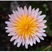 Pink Dandelion Taraxacum pseudoroseum Flowers Premium Seed Packet
