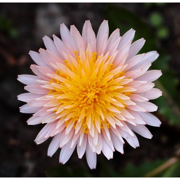 Pink Dandelion Taraxacum pseudoroseum Flowers Premium Seed Packet