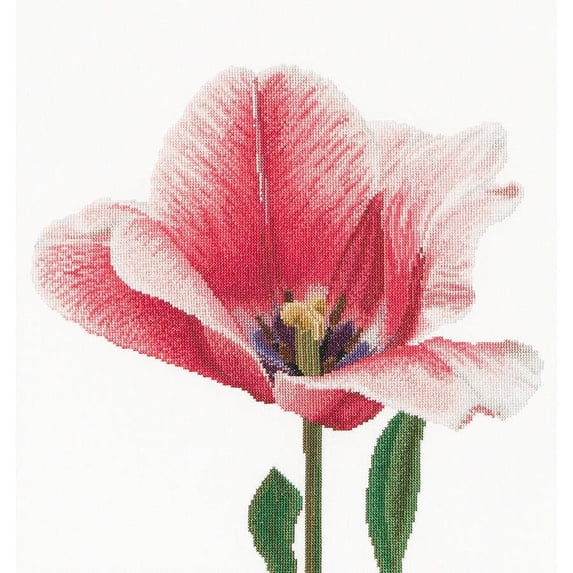 Pink Darwin Hybrid Tulip On Aida Counted Cross-Stitch Kit, 13.5" x 14.25", 18-Count