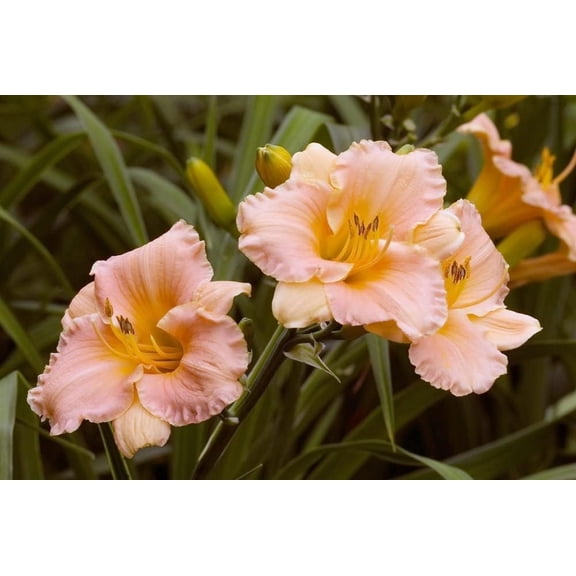 Pink Daylily Roots for Planting - Grow Beautiful Perennial Daylilys (15 Daylily Plants)