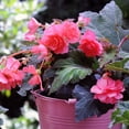 thumbnail image 1 of Pink Delight Odorata Begonias - 2 Bulbs, 1 of 1