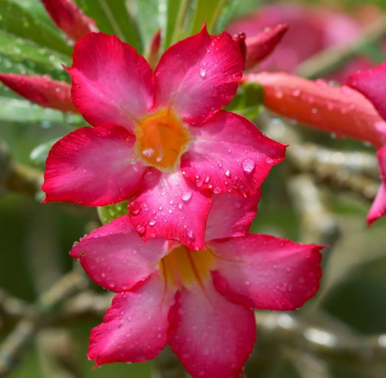Pink Desert Rose Live Plant, Blooming Adenium Succulent for Indoor Outdoor Growing, 4–6 Inch Tall