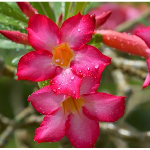 Pink Desert Rose Live Plant, Blooming Adenium Succulent for Indoor Outdoor Growing, 46 Inch Tall