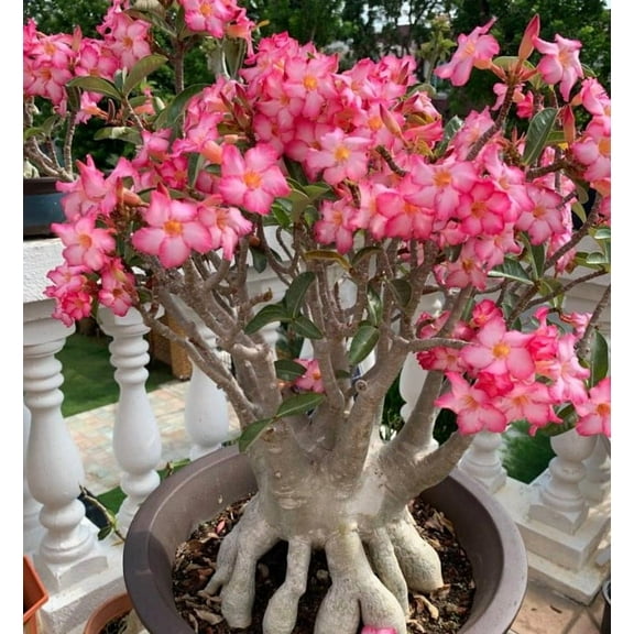 Pink Desert Rose Plant 4-6" Tall for Planting, Adenium Obesum Plant, Pink Flower Plant, Rare Succulent Plant
