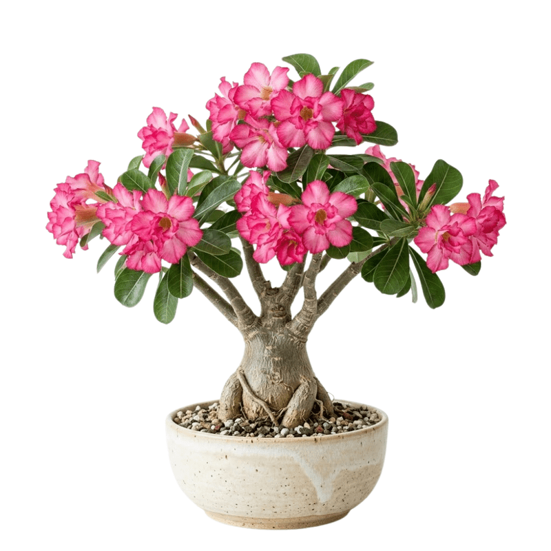 Pink Desert Rose Plant Live, Adenium Obesum Desert Rose, 4-8 Inc Tall, Perennia and Hardy Succulent for Indoor and Outdoor Planting