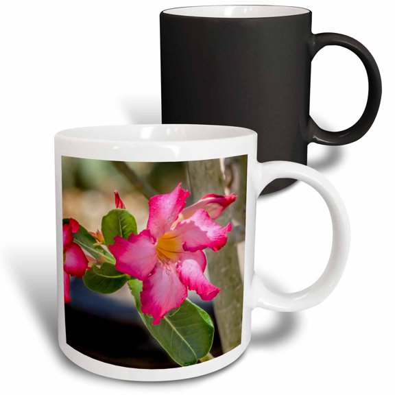 3drose, Pink Desert Roses Bloom, Desert Botanical Garden, Phoenix, Arizona., 11oz Magic Transforming Mug