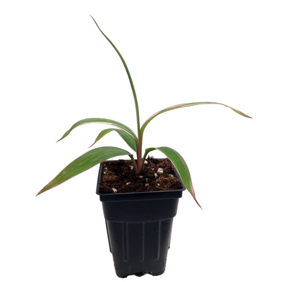 Pink Diamond- Cordyline - 2.5" Pot