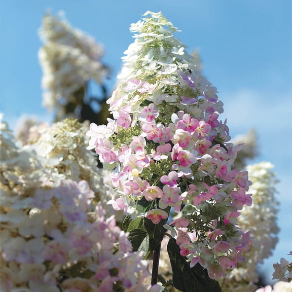 Pink Diamond Hydrangea, Flowering Starter Shrub grown in a 4 inch pot (1-Pack)