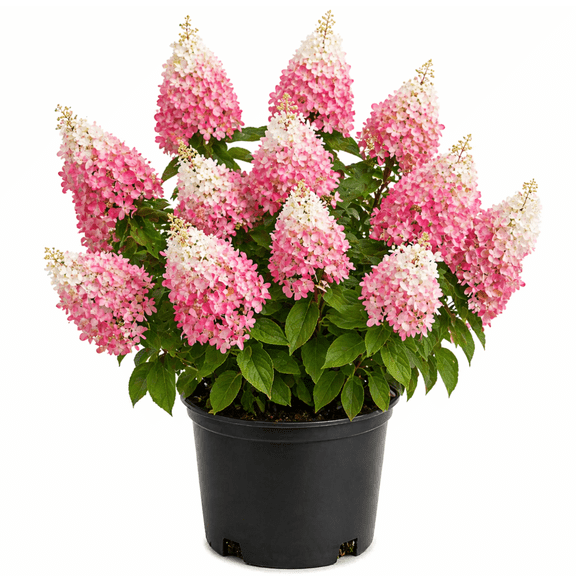 Pink Diamond Hydrangea  White to Deep Pink Panicle Flowering Shrub for Sun & Part Shade