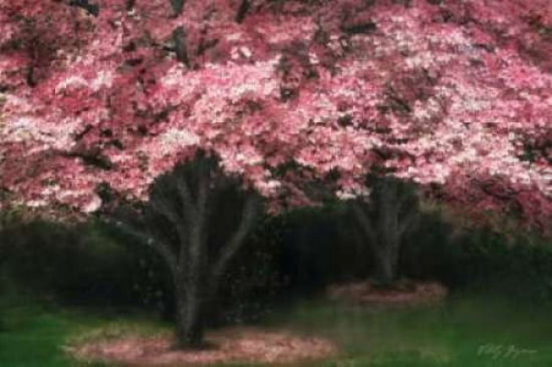 Pink Dogwood II Canvas Art - Vitaly Geyman (12 x 18)