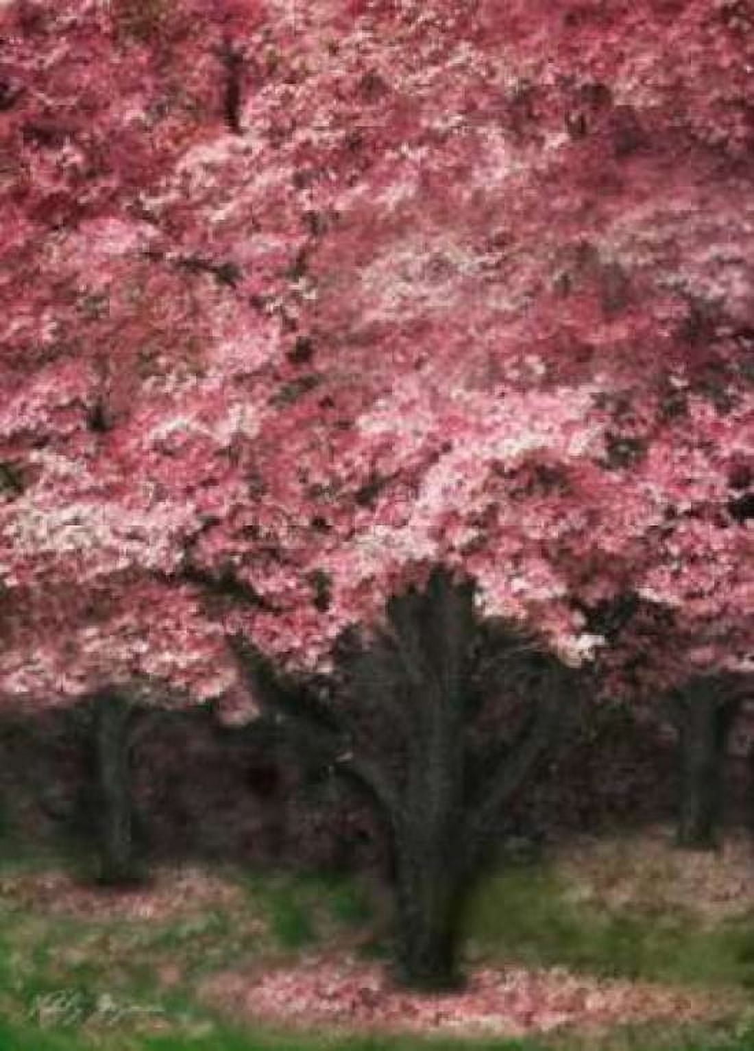 Pink Dogwood III Canvas Art - Vitaly Geyman (20 x 28)