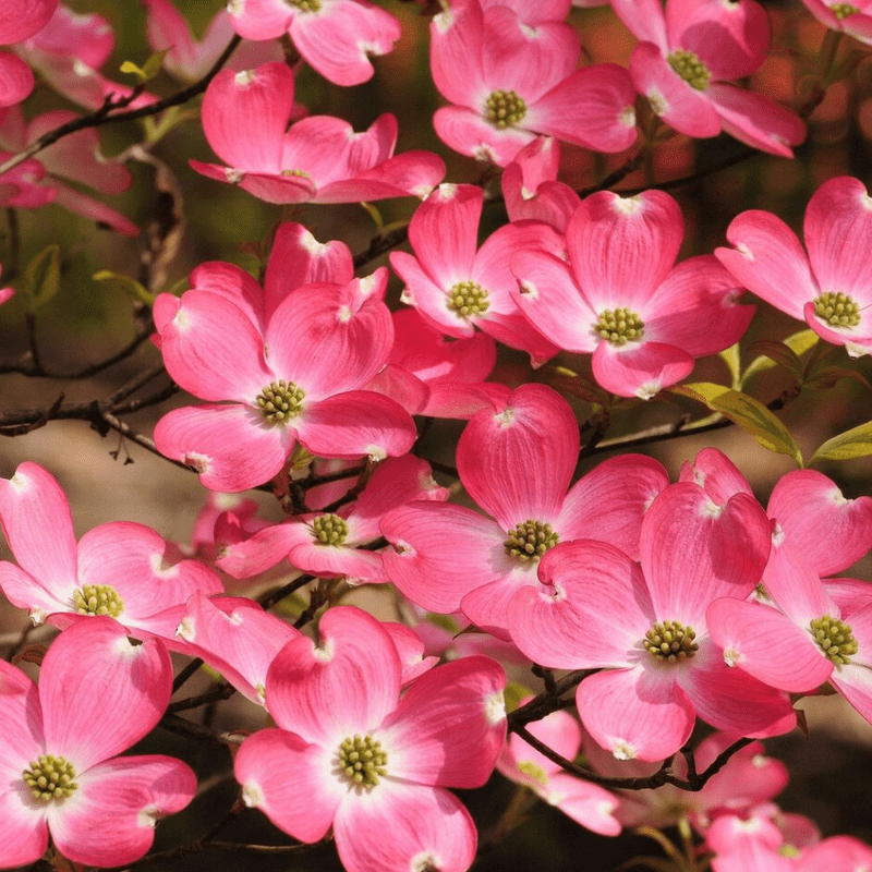 pink-dogwood-tree-2-5-inch-pot-compact-ornamental-tree-with-pink