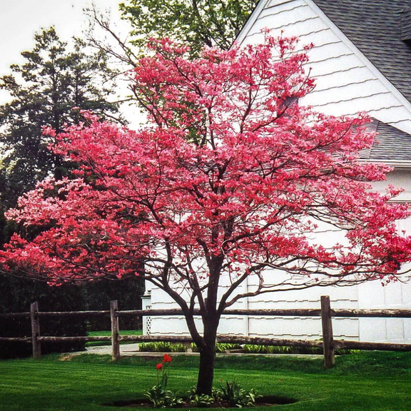 Pink Dogwood Tree Live Plant, 6-12'' Tall, Pink Flowering Dogwood Tree for Outdoor Garden, No Ship to HI, AK, PR