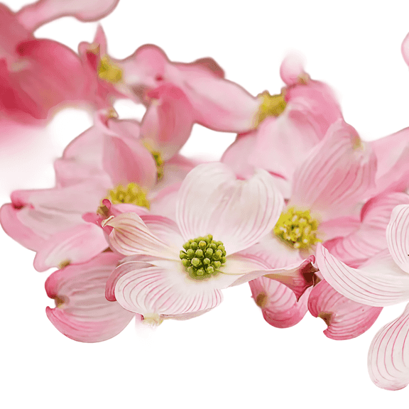 Pink Dogwood Tree Live Trees, Ornamental Flowering, Soft Pink Spring Blooms