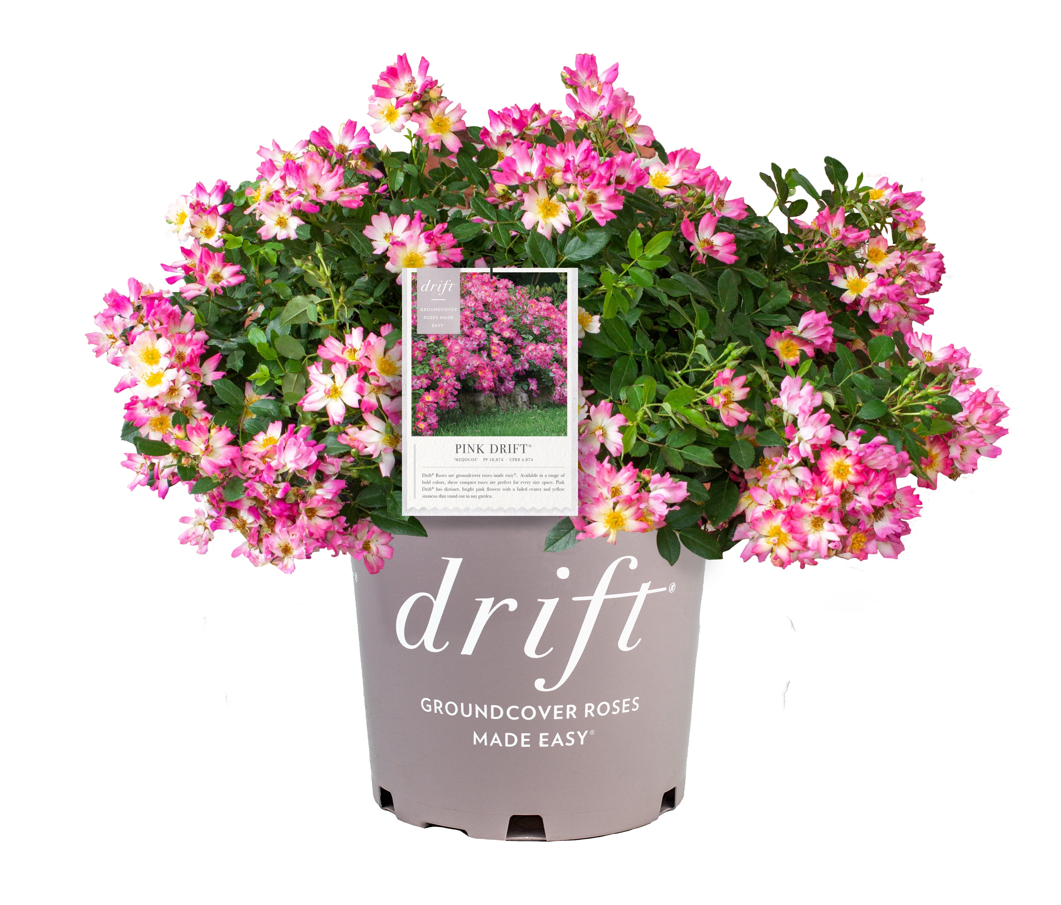 Pink Drift Rose (2 Gallon) Low-Growing Groundcover Deciduous Flowering Shrub - Full Sun Live Outdoor Plant