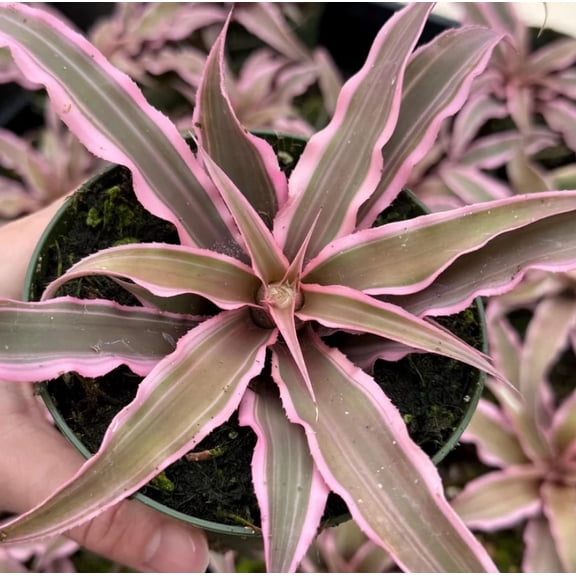 Pink Earth Star Live Plant in 4" Pot - Cryptanthus Le Rey, Rare Bromeliad Houseplant, Tropical Rosette Plant