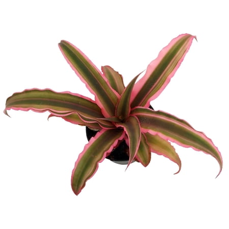 Pink Earth Star Plant - Cryptanthus - 3" Pot