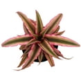 thumbnail image 1 of Pink Earth Star Plant - Cryptanthus - 4" Pot, 1 of 2