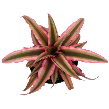 Pink Earth Star Plant - Cryptanthus - 4" Pot