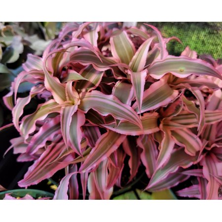 Pink Earth Star Plant in 4" pot - Cryptathus Le Rey - Tropical Plant