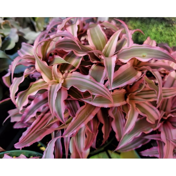 Pink Earth Star Plant in 4" pot - Cryptathus Le Rey - Tropical Plant