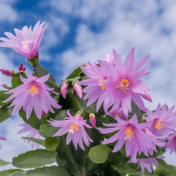 Pink Easter Cactus Plant, Easter Cactus Flowering Plant Live, Indoor Outdoor Planting 4-6 Inch