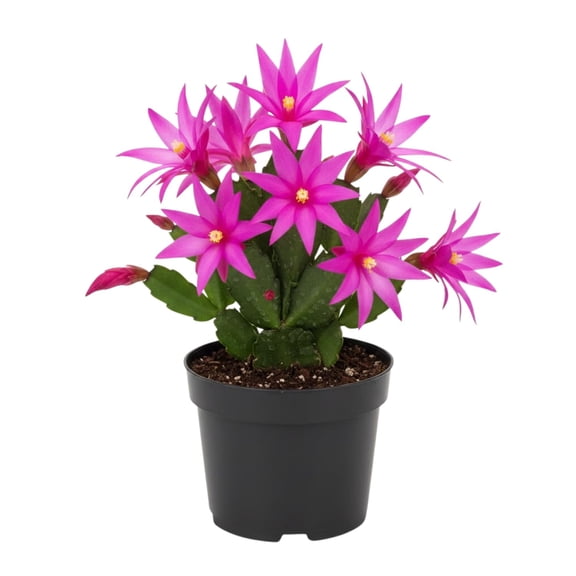 Pink Easter Cactus Plant Live, Spring Flowering Cactus in 2'' Pot, Low-Maintenance Indoor Plant