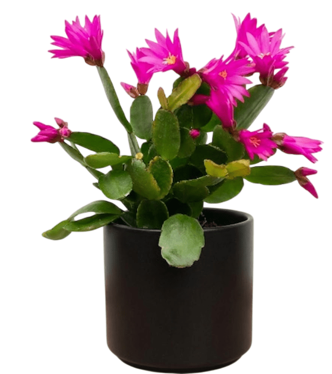 Pink Easter Cactus Plant Live for Planting, Spring Blooming Flowering Succulent Plant for Indoor Houseplant in 4 Inch Pot