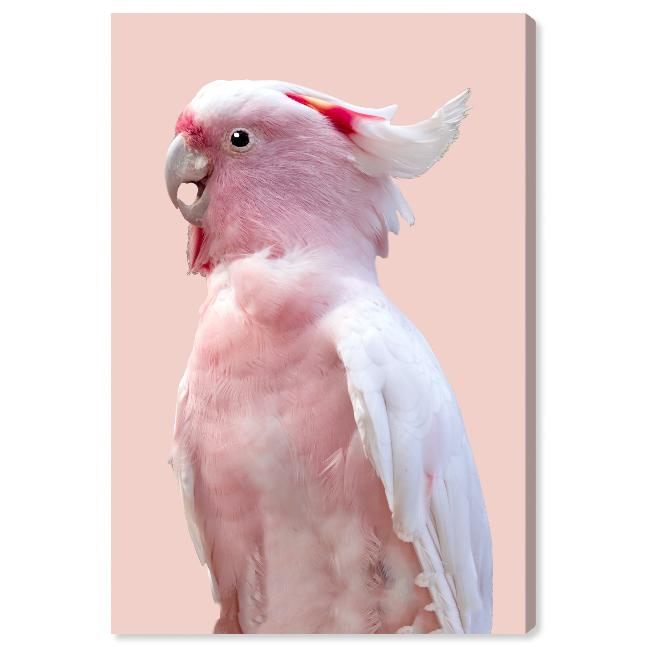 Pink Exotic Feather Coral Animals Wall Art Print Pink 16x24