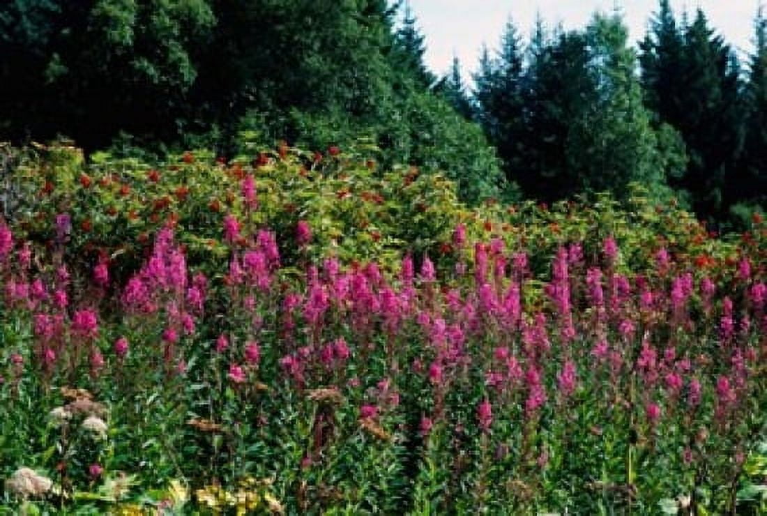 Pink Fireweed Wildflowers Alaska Canvas Art - Panoramic Images (18 x 12)