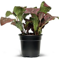 Pink Fittonia Nerve Plant - 1 Live Starter Plant - Fittonia Albivenis - Beautiful Tropical Compact Decorative Foliage with Striking Pink Veining