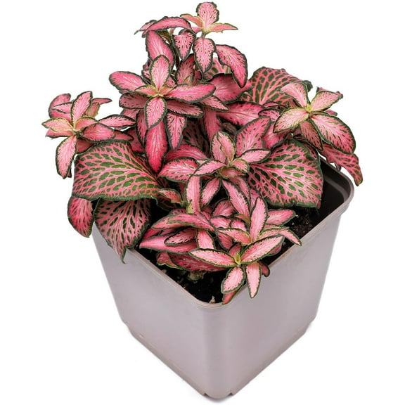 Pink Fittonia Nerve Plant - Live Plant in a 3 Inch Growers Pot - Fittonia Albivenis - Compact Colorful Tropical Beauty Mosaic Foliage